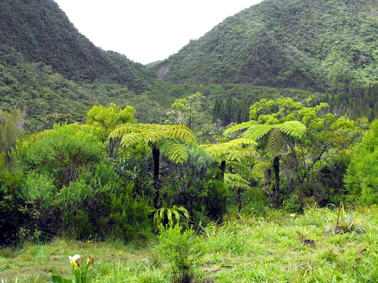 Louer une voiture et partir à la découverte de la forêt de Bébour, à La Réunion.