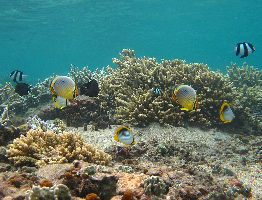 Louer une voiture pas chère pour se rendre à la réserve naturelle de La Réunion.